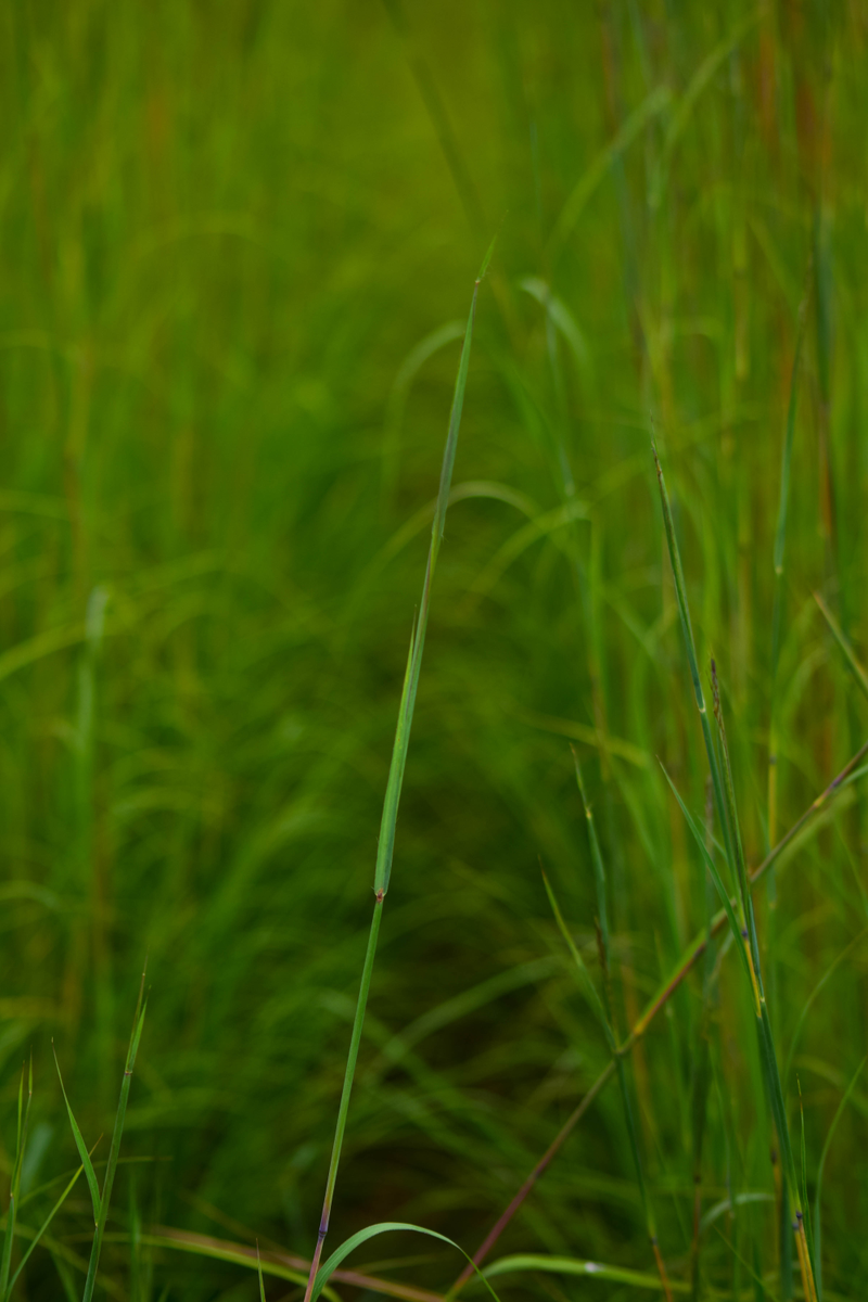 Illustration for article titled A Bog is a Bog